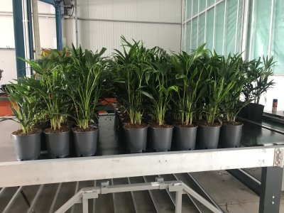 Potplantenbufferband met afduwer - Foto 5