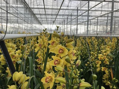 Scheltec-Cymbidiumelastiek - Foto 8