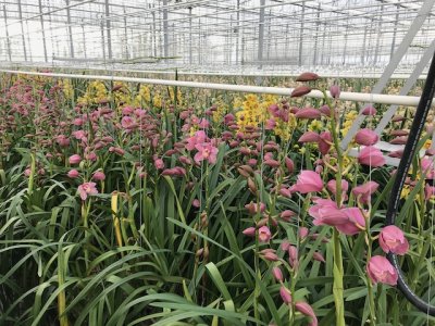Scheltec-Cymbidiumelastiek - Foto 7